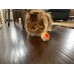 The Great American Cat Toy - Pack of 2
